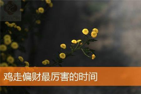 鸡走偏财最厉害的时间
